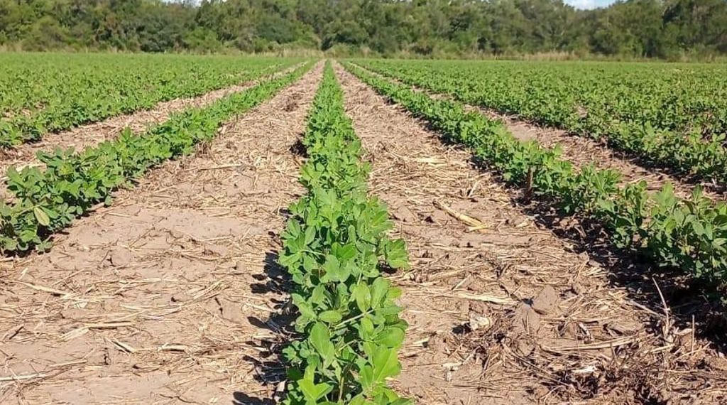 Asociados “llave en mano”, el maní se incorpora a la rotación como cultivo de alto valor