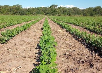 Asociados “llave en mano”, el maní se incorpora a la rotación como cultivo de alto valor