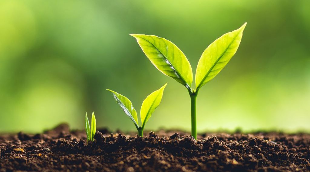 Una nueva alianza para productores que buscan trazar cultivos sustentables