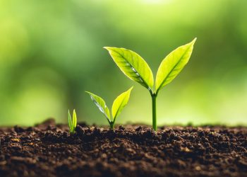 Una nueva alianza para productores que buscan trazar cultivos sustentables