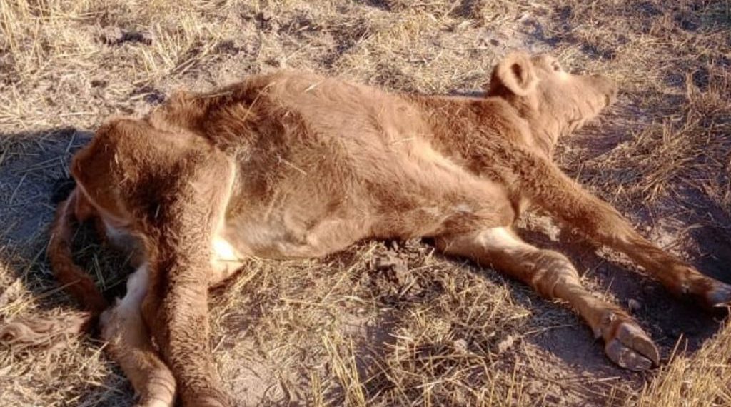 Santa Fe: Más de 3000 animales murieron por falta de agua