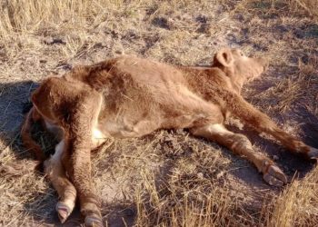 Santa Fe: Más de 3000 animales murieron por falta de agua