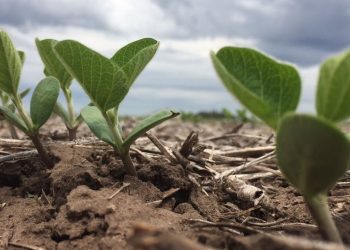 Creció un 12% la fertilización para los principales cultivos y mejoraron los rindes