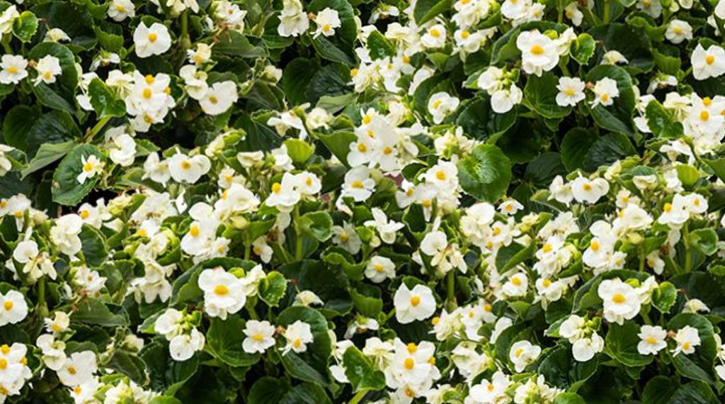 Presentan una begonia desarrollada con germoplasma nativo de Argentina