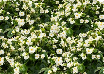 Presentan una begonia desarrollada con germoplasma nativo de Argentina