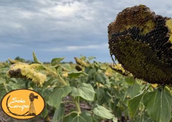 Cultivo de girasol en San Genaro (Santa Fe)