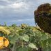 Cultivo de girasol en San Genaro (Santa Fe)