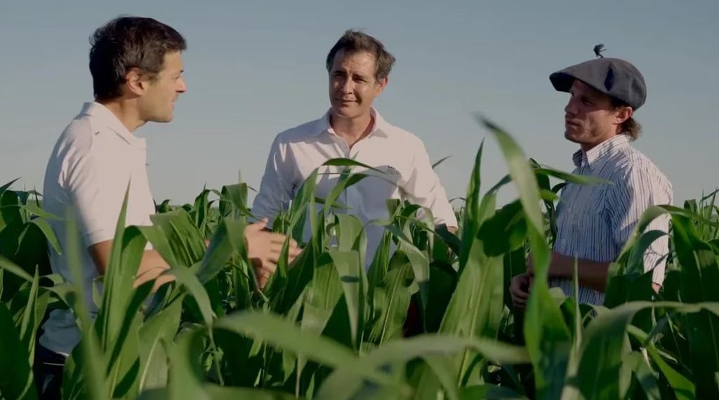 Un servicio de agricultura de precisión en nutrición potencia la producción de maíz en Entre Ríos