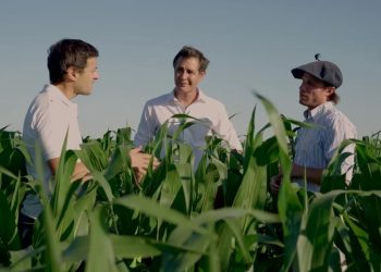 Un servicio de agricultura de precisión en nutrición potencia la producción de maíz en Entre Ríos