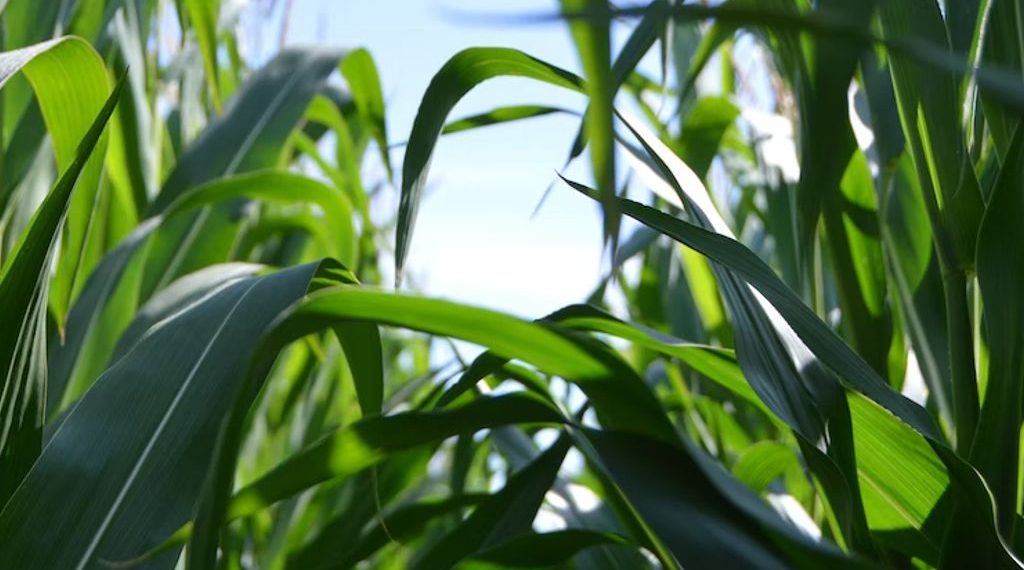 Tras las lluvias el maíz tardío es el cultivo con mayor potencial de rinde