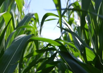 Tras las lluvias el maíz tardío es el cultivo con mayor potencial de rinde