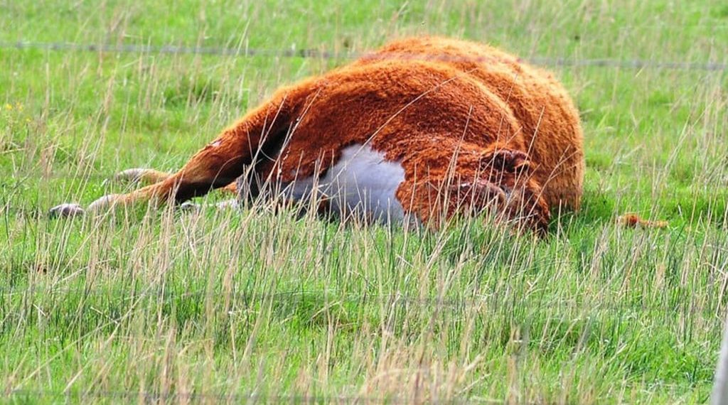 Vacas muertas en el campo por intoxicación