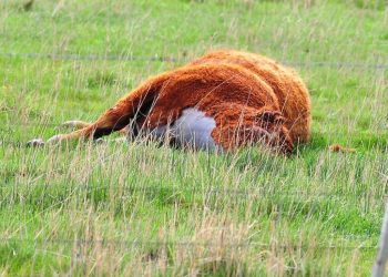 Vacas muertas en el campo por intoxicación