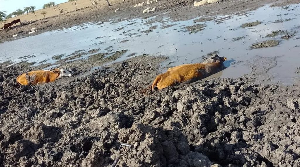 Calculan en más de $130.000 millones la pérdida por la sequía en Corrientes