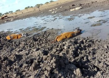 Calculan en más de $130.000 millones la pérdida por la sequía en Corrientes