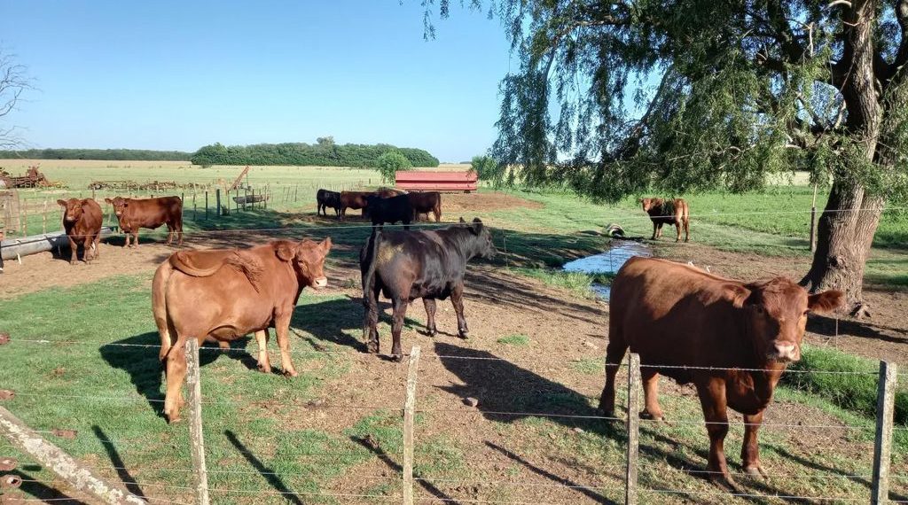 La ganadería sufre el impacto de la sequía severa