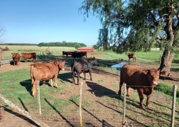 La ganadería sufre el impacto de la sequía severa