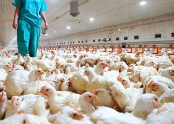 Comenzaron a aplicar dos vacunas que muestran eficacia contra la gripe aviar