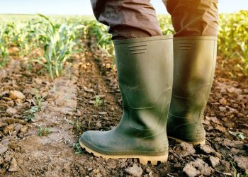 El fin de La Niña: qué pasará con el clima y cuáles son los urgencias para el campo en los próximos meses