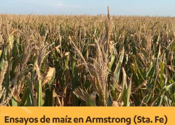 Ensayos de maíz en Armstrong (Santa Fe)