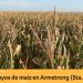 Ensayos de maíz en Armstrong (Santa Fe)