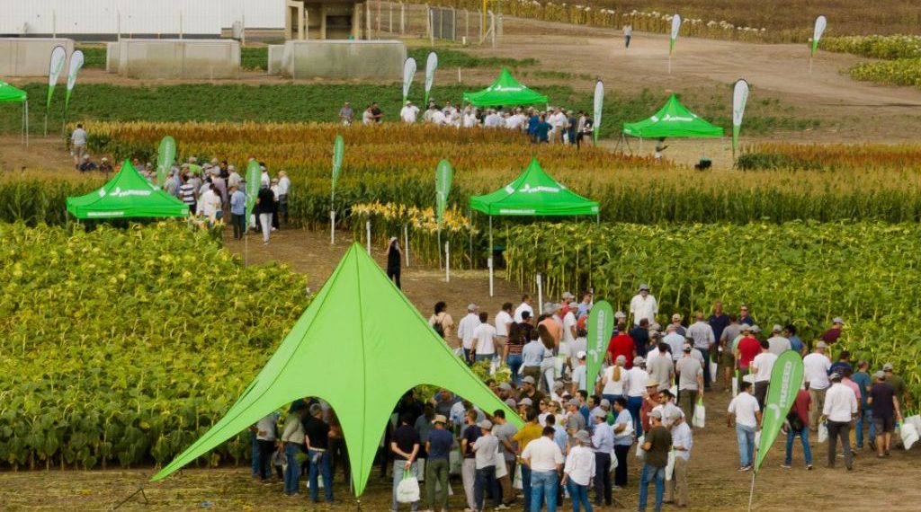 JORNADA A CAMPO NUSEED: EL GIRASOL COMO PROTAGONISTA Y UN PORTOFOLIO COMPLETO DE ALTERNATIVAS PARA NUTRICIÓN ANIMAL
