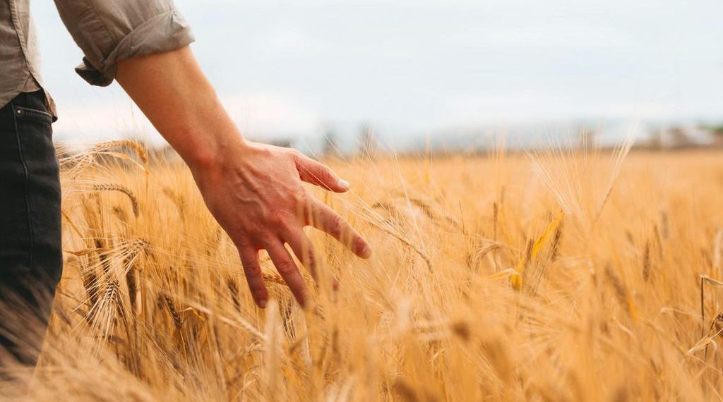 Tecnología en fertilización para un comienzo auspicioso de la fina