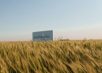 Trigo: la importancia de un eficaz barbecho corto