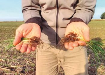 Zinc: el micronutriente que eficientiza tu cultivo de trigo