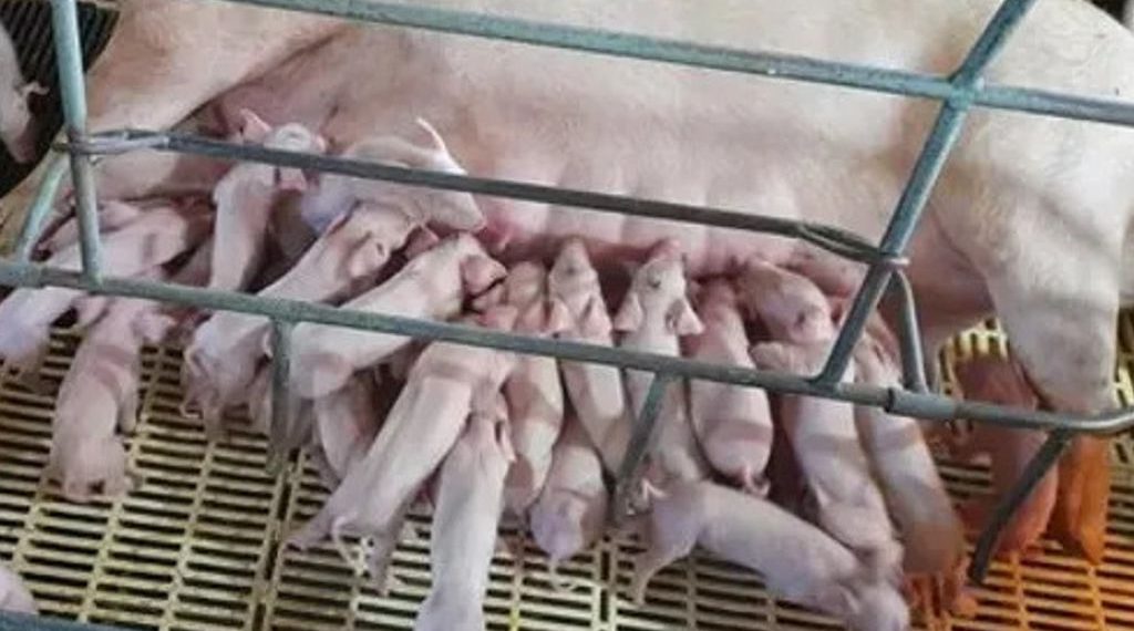 En una granja de Brasil nacen 41 lechones en un parto