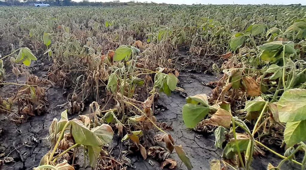 En Santa Fe se perdieron 1,2 millones de hectáreas de soja, una superficie similar al departamento General López