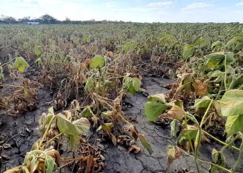 En Santa Fe se perdieron 1,2 millones de hectáreas de soja, una superficie similar al departamento General López