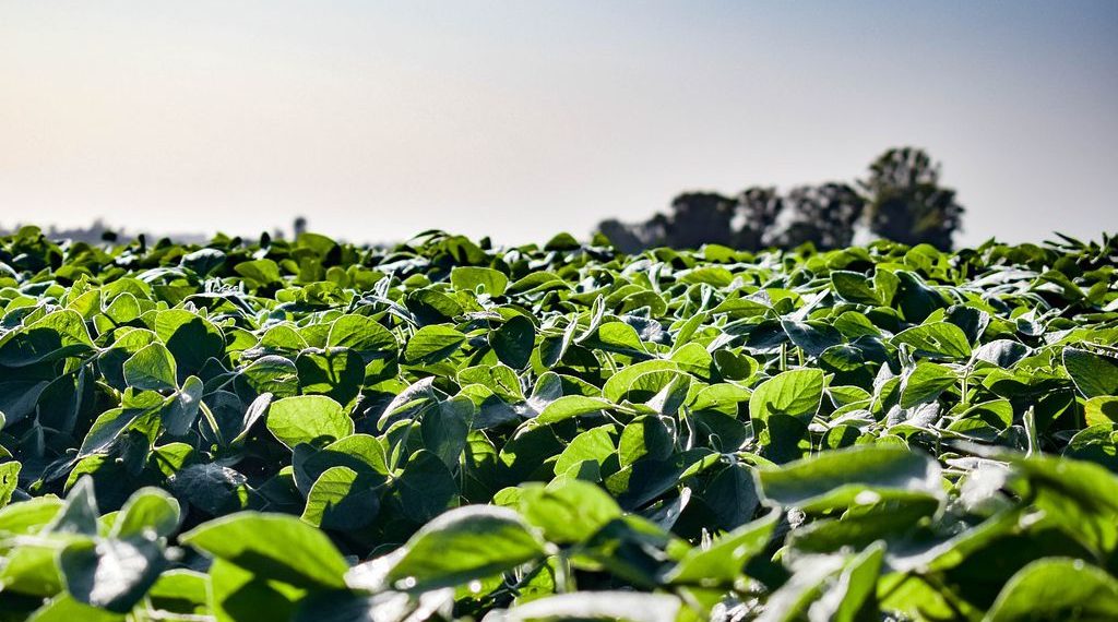 Soja: algunos números de la peor producción en 23 años