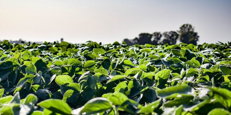 Soja: algunos números de la peor producción en 23 años