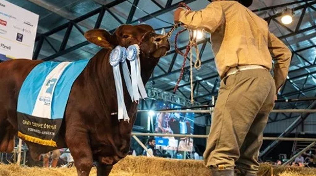 Pagaron $38,5 millones por el 50% de un toro Brangus