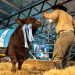Pagaron $38,5 millones por el 50% de un toro Brangus