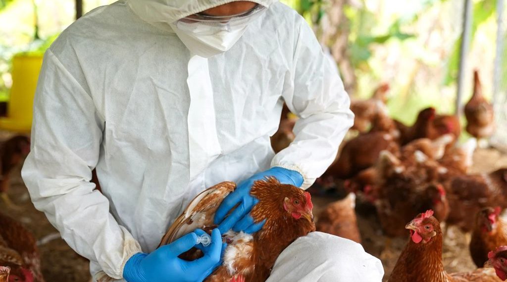 Gripe Aviar: Nueva alerta de los productores de huevos
