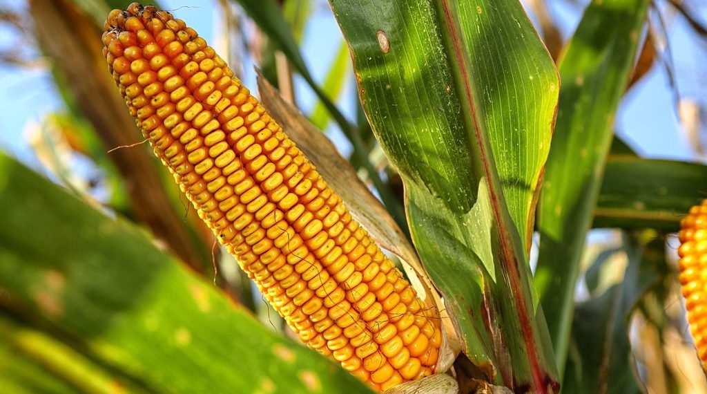 Estados Unidos espera lograr cosechas récord de maíz y de soja en la campaña 2023/2024