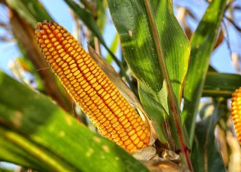 Estados Unidos espera lograr cosechas récord de maíz y de soja en la campaña 2023/2024