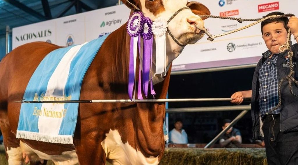 Vendieron el 50% de una vaquillona Reservada Gran Campeona por $ 13,5 millones