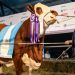 Vendieron el 50% de una vaquillona Reservada Gran Campeona por $ 13,5 millones