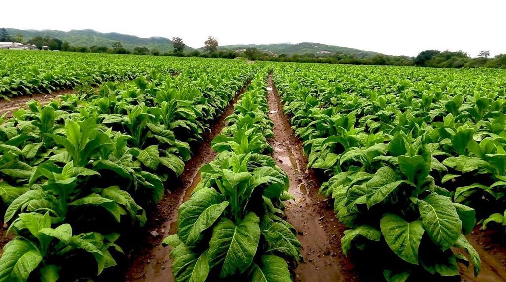 Integral, balanceada y tecnológica: cómo es la nutrición de punta del tabaco
