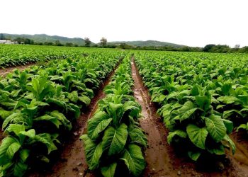 Integral, balanceada y tecnológica: cómo es la nutrición de punta del tabaco