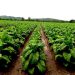 Integral, balanceada y tecnológica: cómo es la nutrición de punta del tabaco