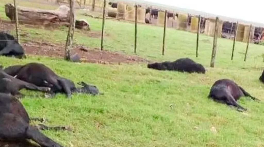 Entre Ríos: Murieron más de 200 vacas por una posible intoxicación