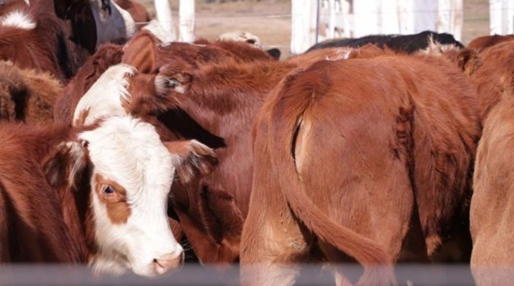 Un remate más que especial en el corazón de la pampa húmeda