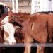 Un remate más que especial en el corazón de la pampa húmeda