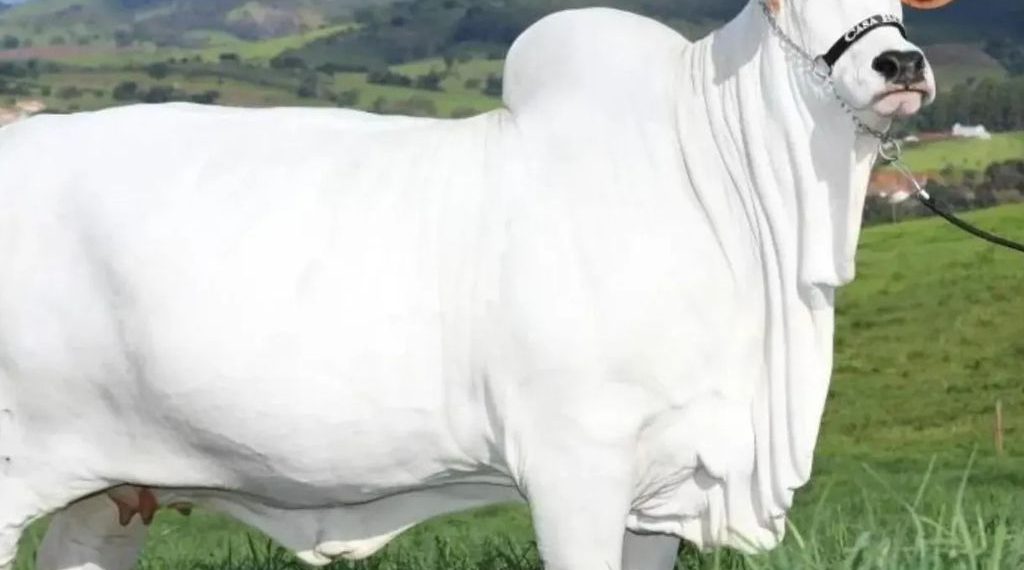 Récord mundial: una vaca se vendió por más de US$ 4 millones