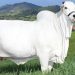 Récord mundial: una vaca se vendió por más de US$ 4 millones