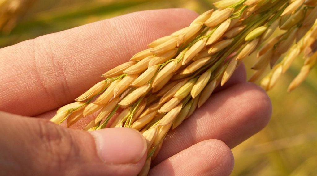 La nutrición balanceada alimenta a los cultivos y también al ambiente